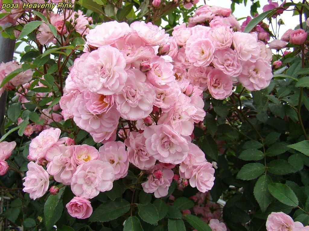 Троянда Heavenly Pink (Небесний рожевий) мускусній гибрид