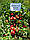 Насіння Детермінантне гібрид великоплідного томата BT BURTY F1, раннє, 500 насіння BT TOHUM, фото 6