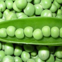 ТІАРА / TIARA, 20 насінин — горох овочевий, Lark Seeds, фото 2