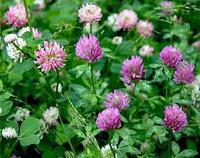 Насіння конюшини червоне, 1кг, фото 1