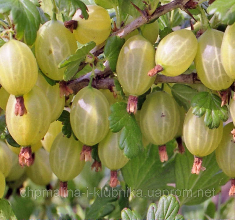 Щипці Інвікта, фото 1