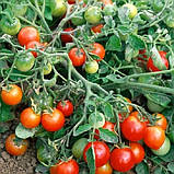 Дебют F1 1000 шт. Насіння томату низькорослого Seminis Голландія, фото 3