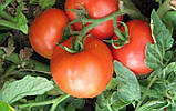 Дебют F1 1000 шт. Насіння томату низькорослого Seminis Голландія, фото 4