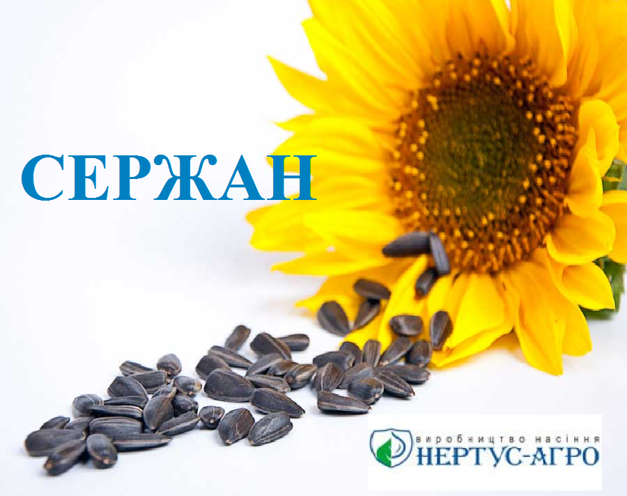 Насіння соняшнику СЕРЖАН (еліт), А-Е, Нертус Агро