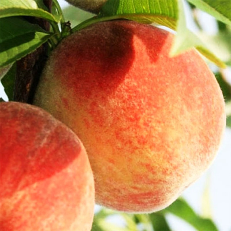 Саджанці Персика Валиант - середній, зимостійкий, солодкий, фото 1