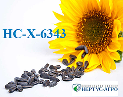 Насіння соняшнику НС-Х-6343 (еліт), Нертус Агро