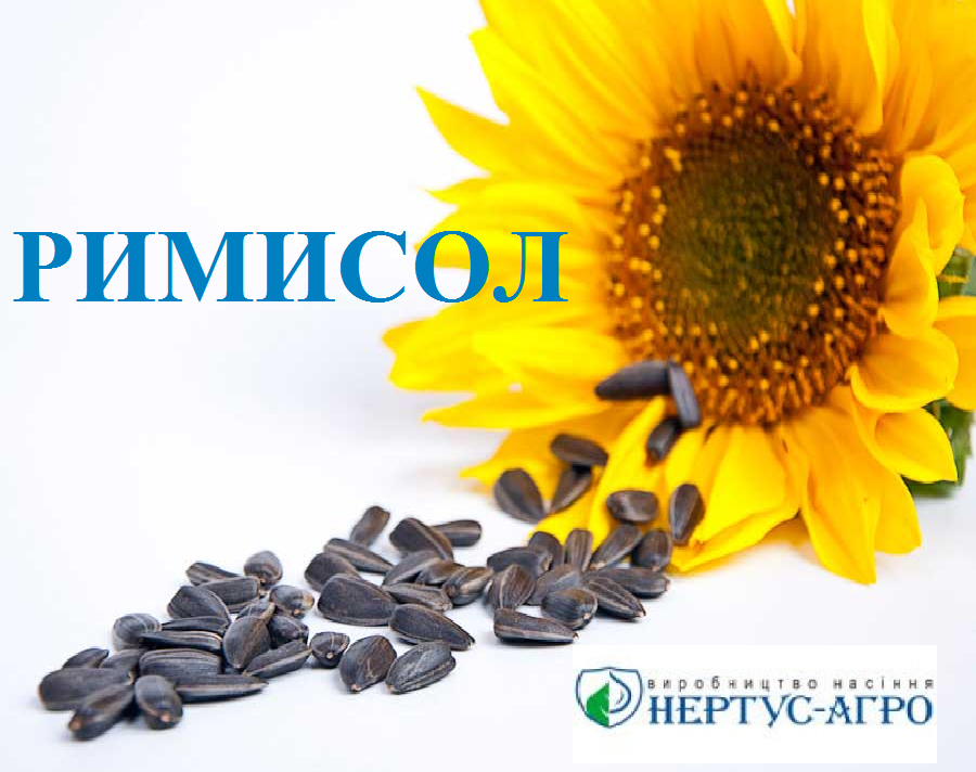 Насіння соняшнику РІМІСОЛ Нертус