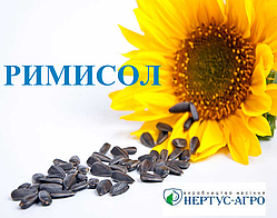 Насіння соняшнику РІМІСОЛ Нертус