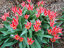 Тюльпан гібрид Грейга Pinocchio (Піноккіо) 3 цибулинки, фото 5