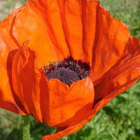 Мак - насіння маку