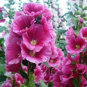 Мальва - насіння мальви