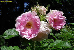 Троянда Polareis (Полярний лід)