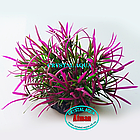 Штучна рослина для акваріума Atman Q-113F з висотою 7.5 см, фото 2