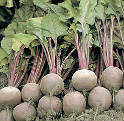 Буряк столовий Бікорес Bejo Zaden/Нідерланди 200 шт