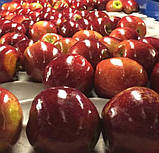 Яблуня Моді. (P14). Зимовий сорт. Однорічний, фото 4