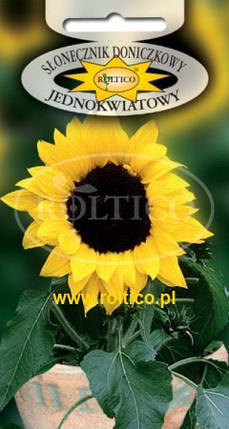 Насіння соняшника низькорослого Кімнатний одноквітковий 1г ТМ ROLTICO, фото 1