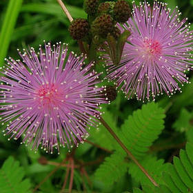 Мімоза - насіння мімози