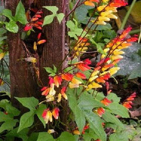 Міна - насіння міни лопатевої