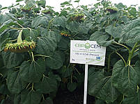 Соняшник стійкий до Євролайтинг ПЕГАС. Гібрид НСХ 6341. (ПЕГАС ПРЕМІУМ). [ПЕГАС ЄВРОСЕМ], фото 7