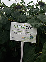 Соняшник стійкий до Євролайтинг ПЕГАС. Гібрид НСХ 6341. (ПЕГАС ПРЕМІУМ). [ПЕГАС ЄВРОСЕМ], фото 6