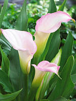 Калла Crystal blush (Кристал Блаш), клубні/луковиці