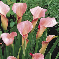 Калла Slow, полуниці/луковиці