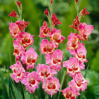 Гладіолуси