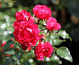 Троянда «Gärtnerfreude» ®/Toscana ® (Радість садівника). штамб 70-80 см, фото 5