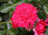 Троянда «Gärtnerfreude» ®/Toscana ® (Радість садівника). штамб 70-80 см, фото 6