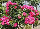 Троянда «Gärtnerfreude» ®/Toscana ® (Радість садівника). штамб 70-80 см, фото 8