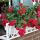 Троянда «Gärtnerfreude» ®/Toscana ® (Радість садівника). штамб 70-80 см, фото 10