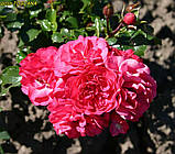 Троянда «Gärtnerfreude» ®/Toscana ® (Радість садівника). штамб 70-80 см, фото 7