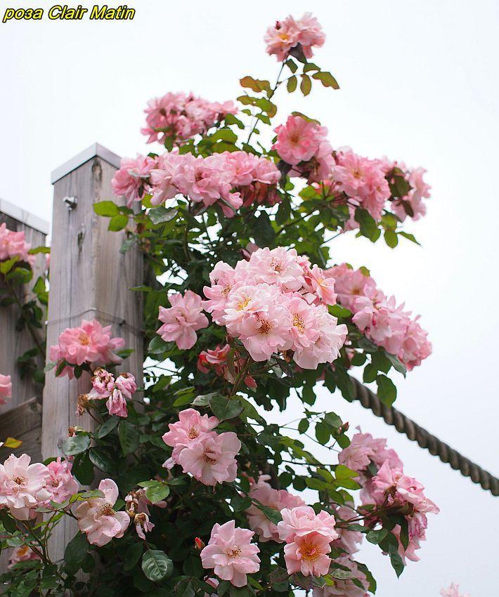 Видео секс 720 Тайпалар қалай жыныстық қатынасқа түседі?