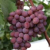 Виктория - саженцы винограда