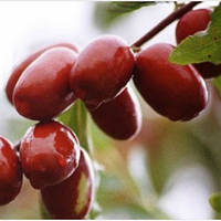 Синіт - саджанці зизифуса ( унабі, Китайський фінік, жожоба ) 1-річні 15-20 см