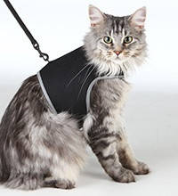 Шлеї з повідцем, рулетки