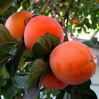 Саджанці хурми Божий Дар 2 річна