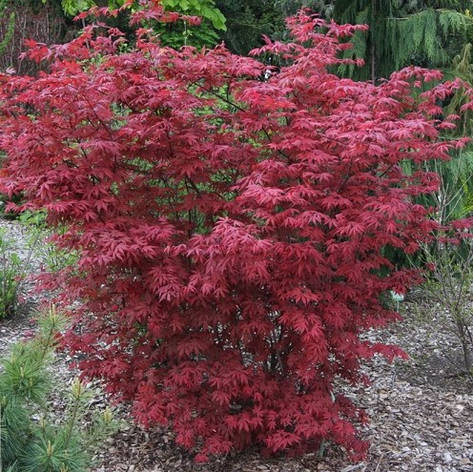 Клен пальмолистний / японський Atropurpureum 0.8-1.2м, Клен веерный/пальмолистный Атропурпуреум, Acer palmatum, фото 1