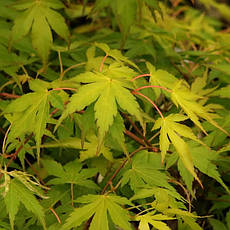 Клен пальмолистний / японський Katsura 2 річний, Acer palmatum, фото 6
