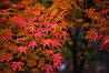 Клен пальмолистний / японський Katsura 2 річний, Acer palmatum, фото 6