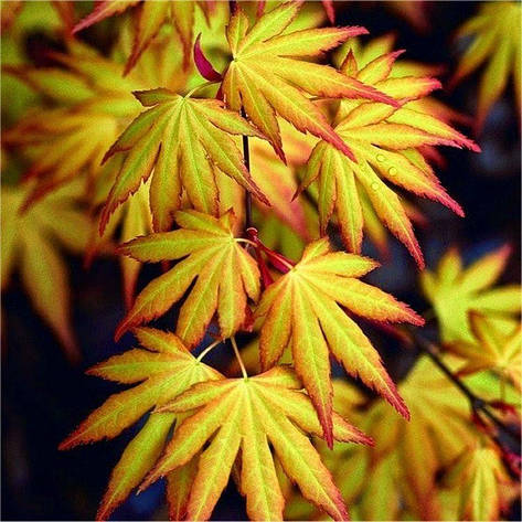 Клен пальмолистний / японський Katsura 2 річний, Acer palmatum, фото 1