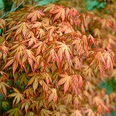 Клен пальмолистний / японський Katsura 2 річний, Acer palmatum, фото 3