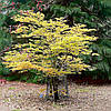 Клен пальмолистний / японський Katsura 2 річний, Acer palmatum, фото 8