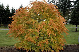 Клен пальмолистний / японський Katsura 2 річний, Acer palmatum, фото 5