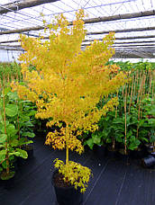 Клен пальмолистний / японський Katsura 2 річний, Acer palmatum, фото 4