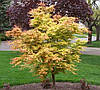 Клен пальмолистний / японський Katsura 2 річний, Acer palmatum, фото 9