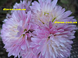 Корейська хризантема РОЗОВА, фото 3