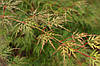 Клен пальмолистний / японський Emerald Lace 2 річний, Acer palmatum, фото 9