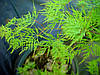 Клен пальмолистний / японський Emerald Lace 2 річний, Acer palmatum, фото 8