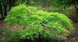 Клен пальмолистний / японський Emerald Lace 2 річний, Acer palmatum, фото 3
